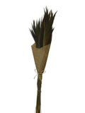 Broom Grass | Wholesale Everflorals | Natural NY1031
