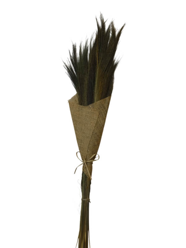 Broom Grass | Wholesale Everflorals | Natural NY1031