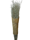 Mustard Grass | Wholesale Everflorals | Sage Green NY1131