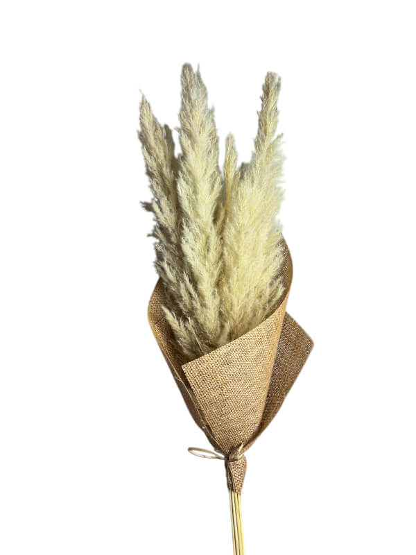 Pampas White | Wholesale Everflorals | Natural NY1160